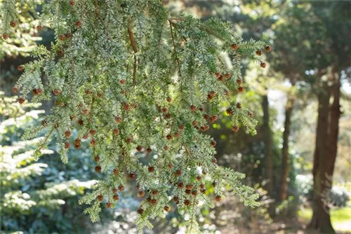 Kanadische Hemlocktanne - Tsuga canadensis