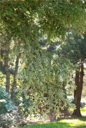 Kanadische Hemlocktanne - Tsuga canadensis