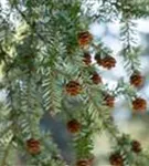 Kanadische Hemlocktanne - Tsuga canadensis