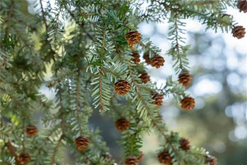 Kanadische Hemlocktanne - Tsuga canadensis