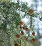 Kanadische Hemlocktanne - Tsuga canadensis