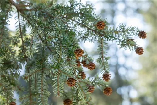 Kanadische Hemlocktanne - Tsuga canadensis