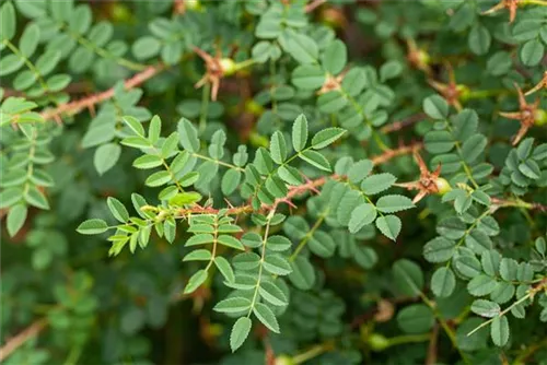 Pimpernell-Rose - Rosa pimpinellifolia