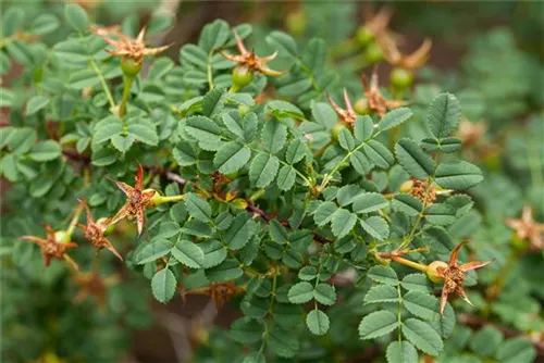 Pimpernell-Rose - Rosa pimpinellifolia