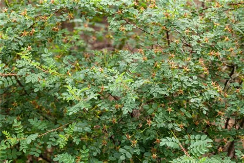 Pimpernell-Rose - Rosa pimpinellifolia