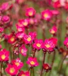 Garten-Moos-Steinbrech - Saxifraga x arendsii 'Peter Pan'