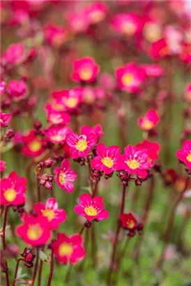 Garten-Moos-Steinbrech - Saxifraga x arendsii 'Peter Pan'