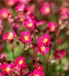 Garten-Moos-Steinbrech - Saxifraga x arendsii 'Peter Pan'