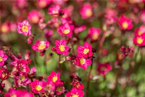 Garten-Moos-Steinbrech - Saxifraga x arendsii 'Peter Pan'