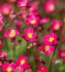 Garten-Moos-Steinbrech - Saxifraga x arendsii 'Peter Pan'