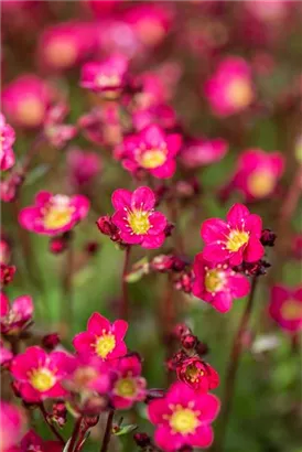 Garten-Moos-Steinbrech - Saxifraga x arendsii 'Peter Pan'