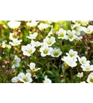 Garten-Moos-Steinbrech - Saxifraga x arendsii 'Schneeteppich'