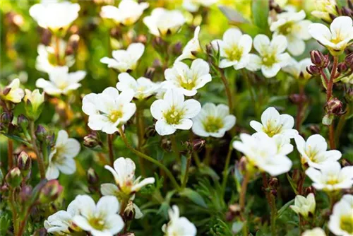 Garten-Moos-Steinbrech - Saxifraga x arendsii 'Schneeteppich'