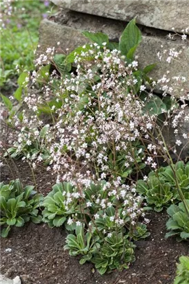 Bastard-Garten-Porzellanblümchen - Saxifraga x urbium, rosa