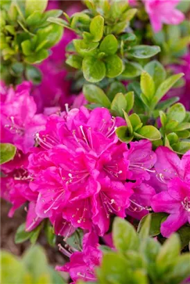 Japanische Azalee 'Kermesina' - Rhododendron obt.'Kermesina' II