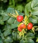 Weiße Apfelrose - Rosa rugosa alba