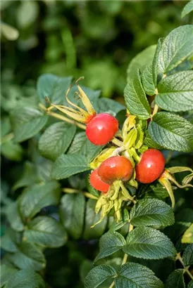 Weiße Apfelrose - Rosa rugosa alba