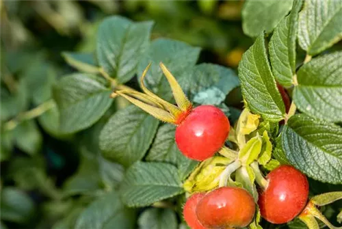 Weiße Apfelrose - Rosa rugosa alba