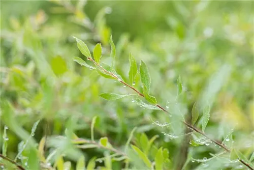 Weiße Rispenspiere - Spiraea cinerea 'Grefsheim'