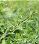 Weiße Rispenspiere - Spiraea cinerea 'Grefsheim'