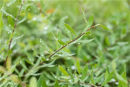 Weiße Rispenspiere - Spiraea cinerea 'Grefsheim'