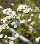 Weiße Rispenspiere - Spiraea cinerea 'Grefsheim'