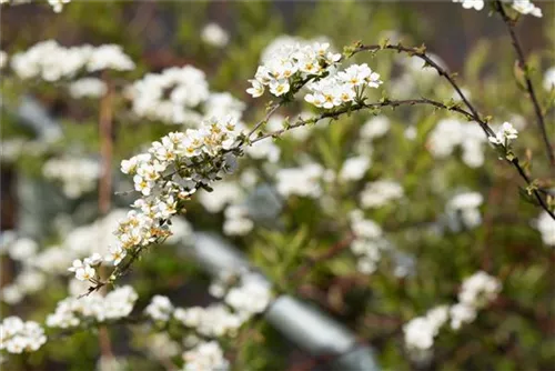 Weiße Rispenspiere - Spiraea cinerea 'Grefsheim'