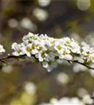 Weiße Rispenspiere - Spiraea cinerea 'Grefsheim'