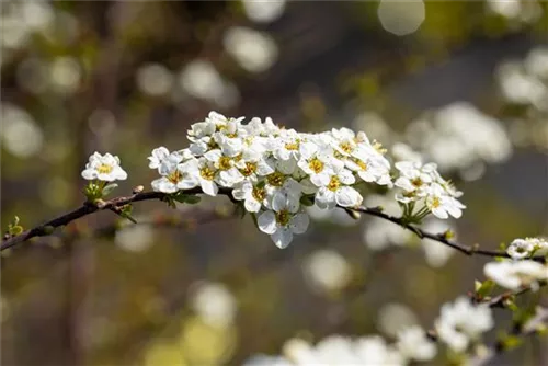 Weiße Rispenspiere - Spiraea cinerea 'Grefsheim'