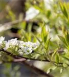 Weiße Rispenspiere - Spiraea cinerea 'Grefsheim'