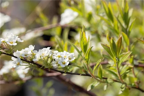 Weiße Rispenspiere - Spiraea cinerea 'Grefsheim'