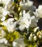 Japanische Azalee 'Kermesina Alba' - Rhododendron obt.'Kermesina Alba' III