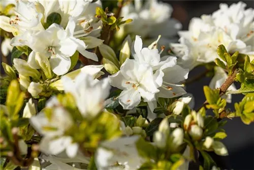 Japanische Azalee 'Kermesina Alba' - Rhododendron obt.'Kermesina Alba' III