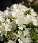 Japanische Azalee 'Kermesina Alba' - Rhododendron obt.'Kermesina Alba' III