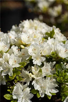 Japanische Azalee 'Kermesina Alba' - Rhododendron obt.'Kermesina Alba' III