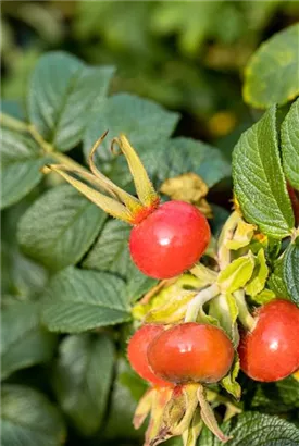 Weiße Apfelrose - Rosa rugosa alba