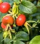 Weiße Apfelrose - Rosa rugosa alba