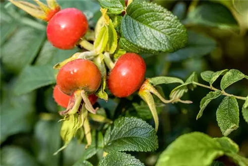 Weiße Apfelrose - Rosa rugosa alba