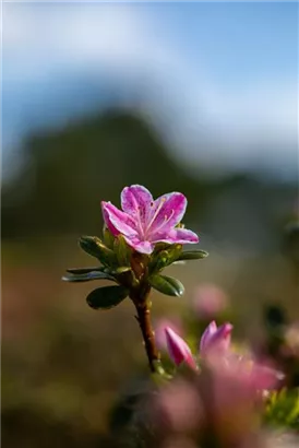 Japanische Azalee 'Kermesina Rose' - Rhododendron obt.'Kermesina Rose' II