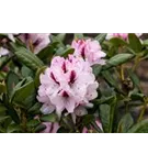 Rhododendron-Hybride 'Herbstfreude' - Rhododendron Hybr.'Herbstfreude' III