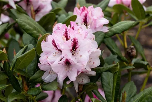 Rhododendron-Hybride 'Herbstfreude' - Rhododendron Hybr.'Herbstfreude' III