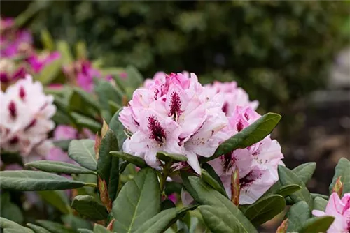 Rhododendron-Hybride 'Herbstfreude' - Rhododendron Hybr.'Herbstfreude' III