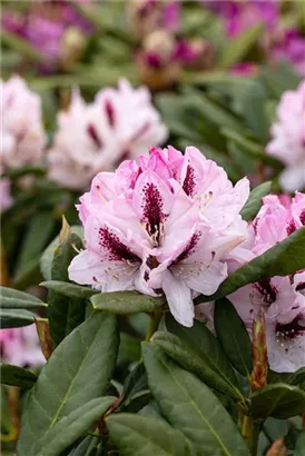 Rhododendron-Hybride 'Herbstfreude' - Rhododendron Hybr.'Herbstfreude' III