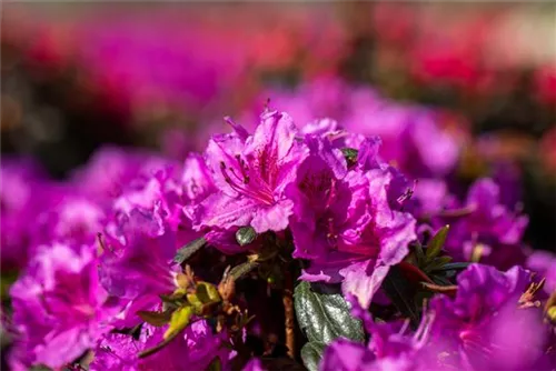 Japanische Azalee 'Königstein' - Rhododendron obt.'Königstein' III