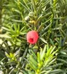 Fruchtende Bechereibe - Taxus media 'Hicksii' - Heckenpflanzen