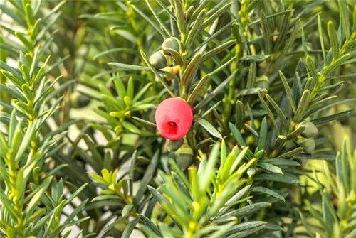 Fruchtende Bechereibe - Taxus media 'Hicksii' - Heckenpflanzen