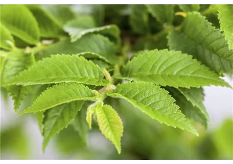 Ulmus carpinifolia - Feldulme