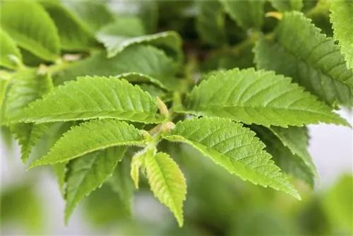 Feldulme - Ulmus carpinifolia