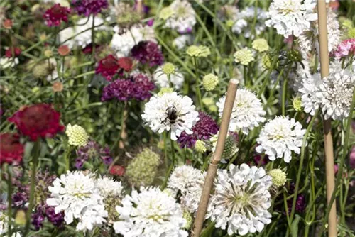 Große Garten-Skabiose - Scabiosa caucasica 'Perfecta Alba'