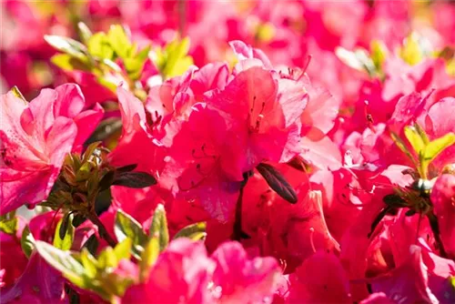 Japanische Azalee 'Little Red' - Rhododendron obt.'Little Red' II